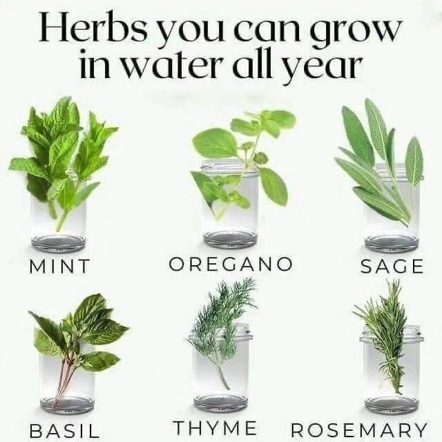 Herbs you can grow in water all year-Stumbit Gardening